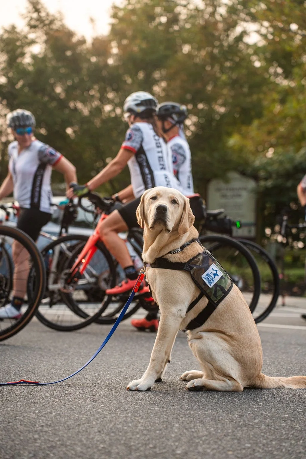 A service dog, a Labrador Retriever, sits attentively on the street wearing a vest, with cyclists riding by in the background during what appears to be early evening.