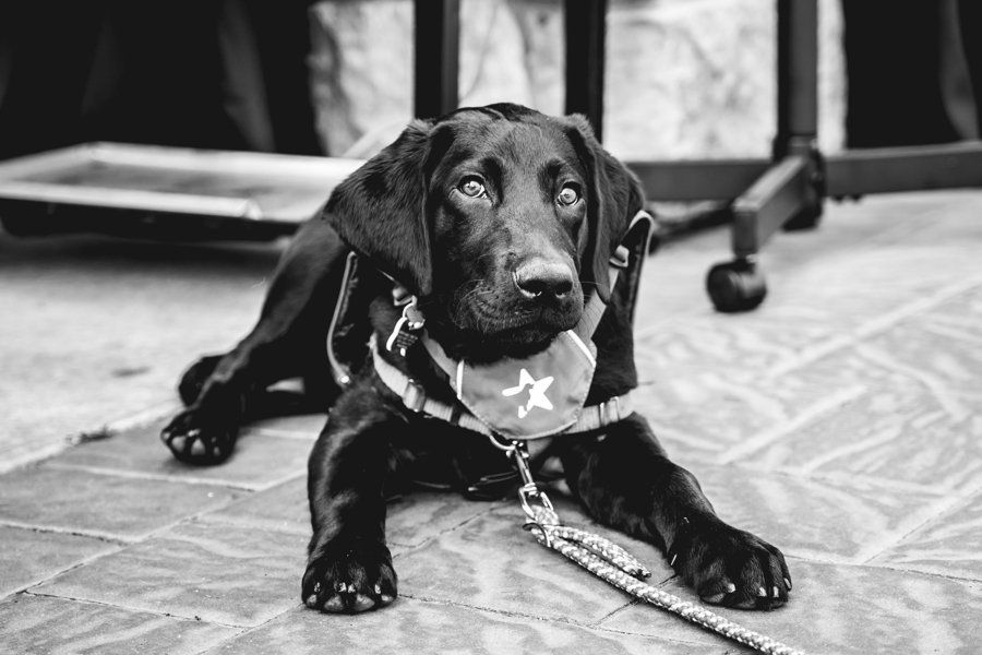 A black Labrador puppy lying on the floor, wearing a bandana around its neck, indoors near a window and some furniture.