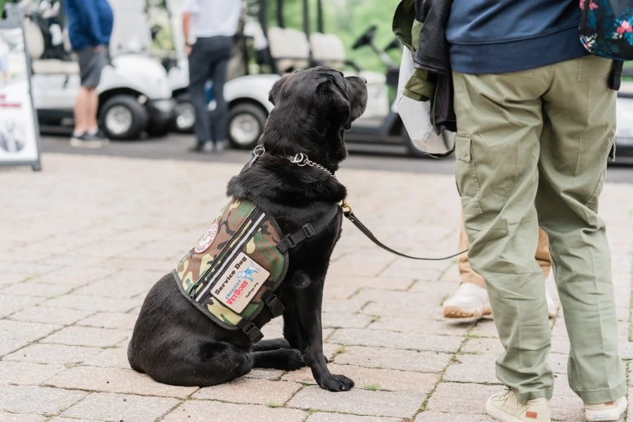 A service dog in camouflage harness sitting on a paved surface, next to a person in green pants holding the leash, with other people and golf carts in the background.