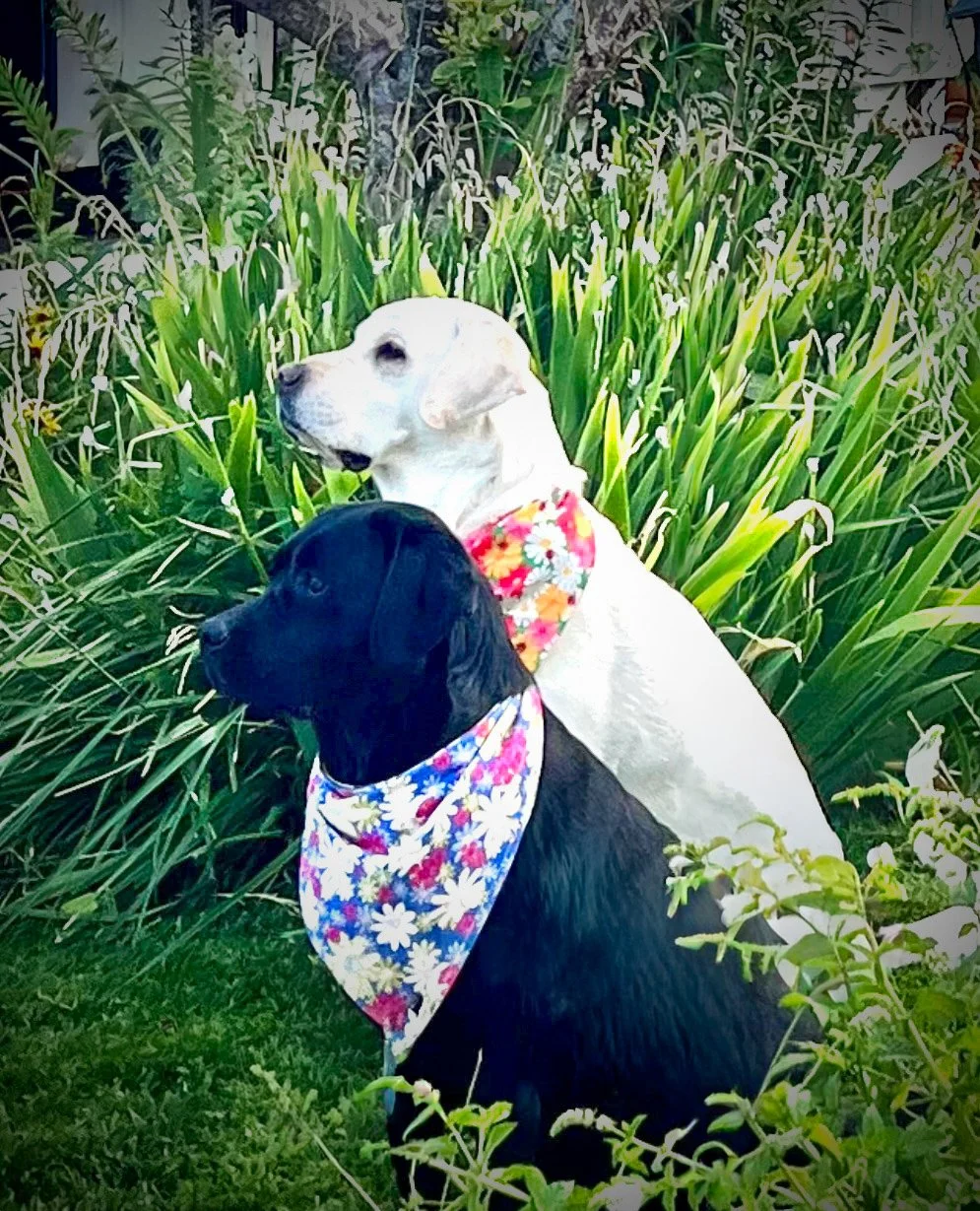 Two dogs, one yellow and one black, wearing colorful floral bandanas, sitting among green plants and grass.