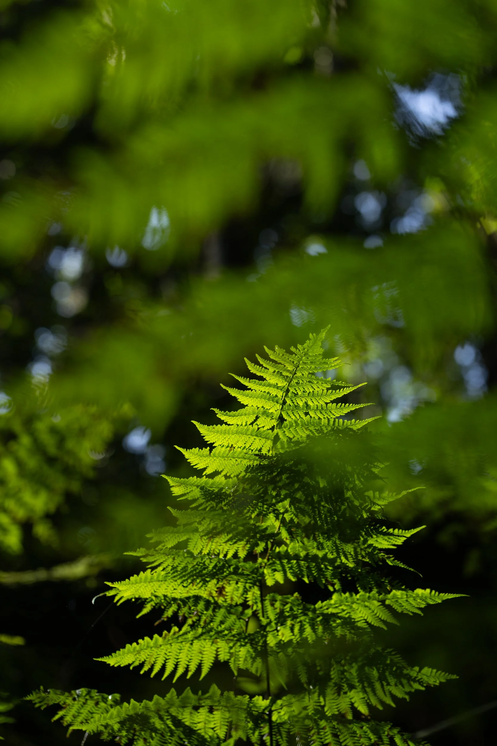GVDS_260406_0267.jpg