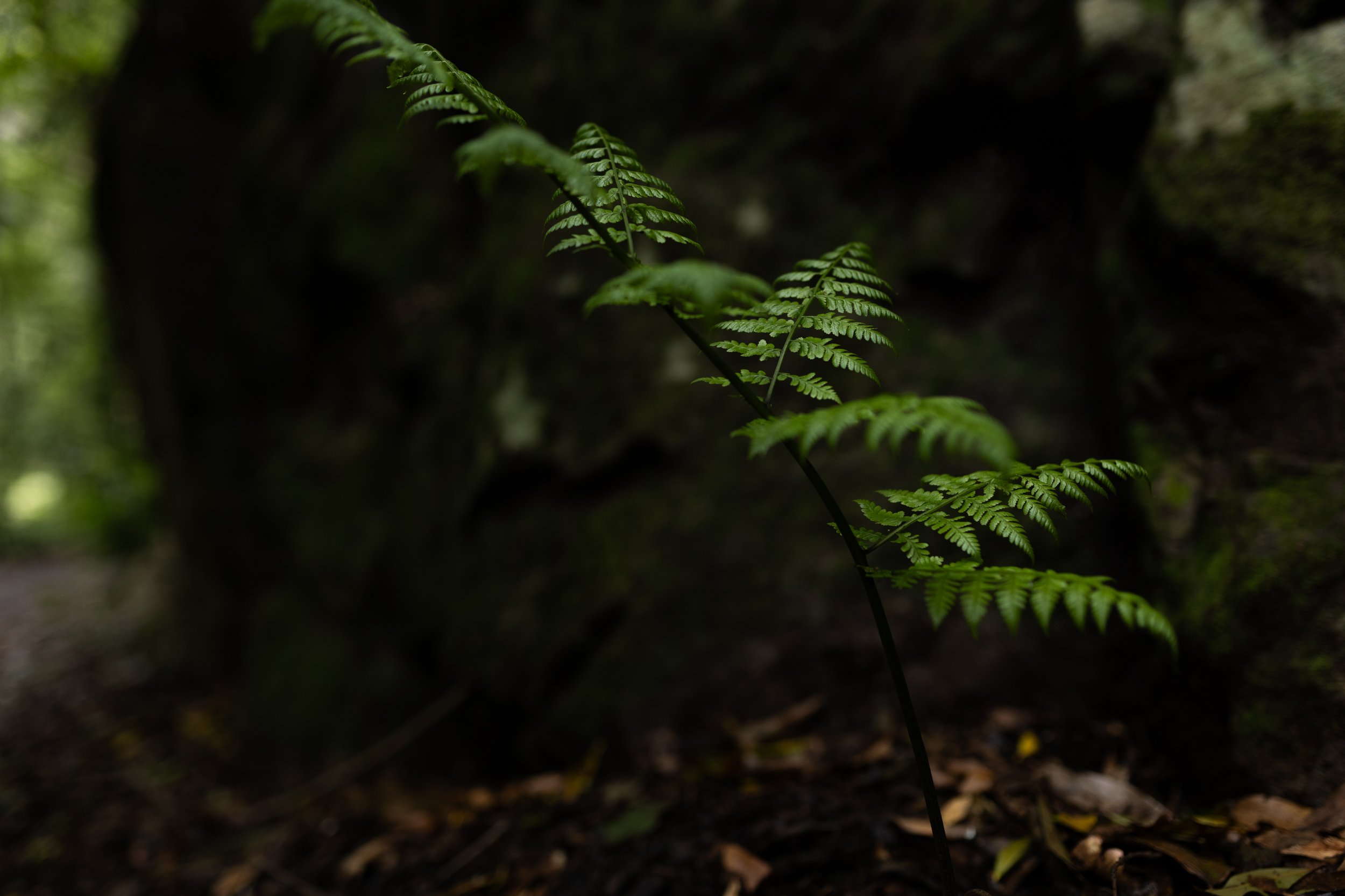 GVDS_260409_0634.jpg