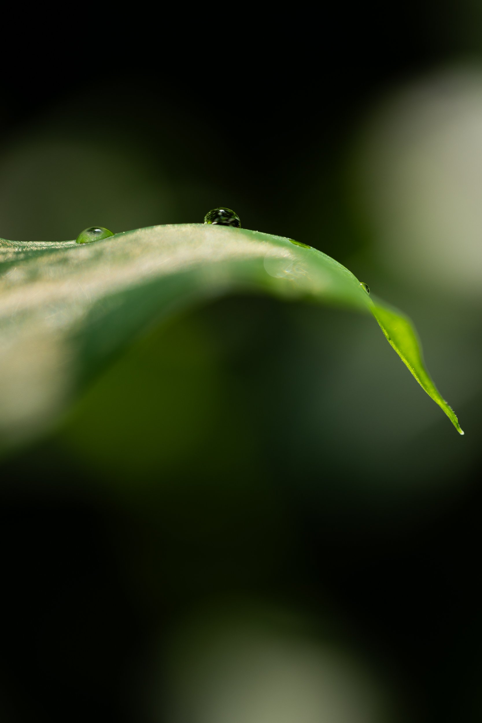 GVDS_260406_0346.jpg