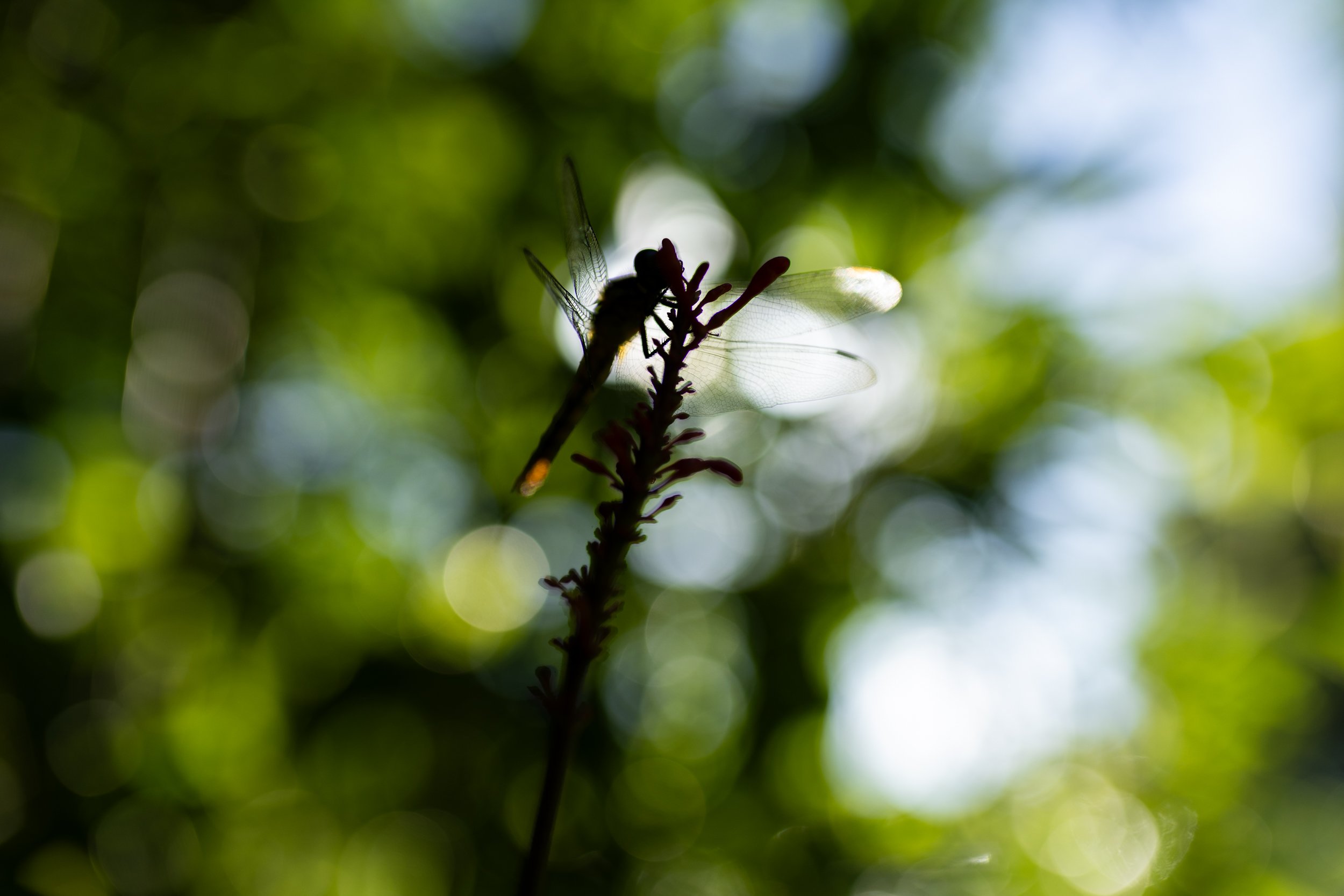 GVDS_250925_1243.jpg
