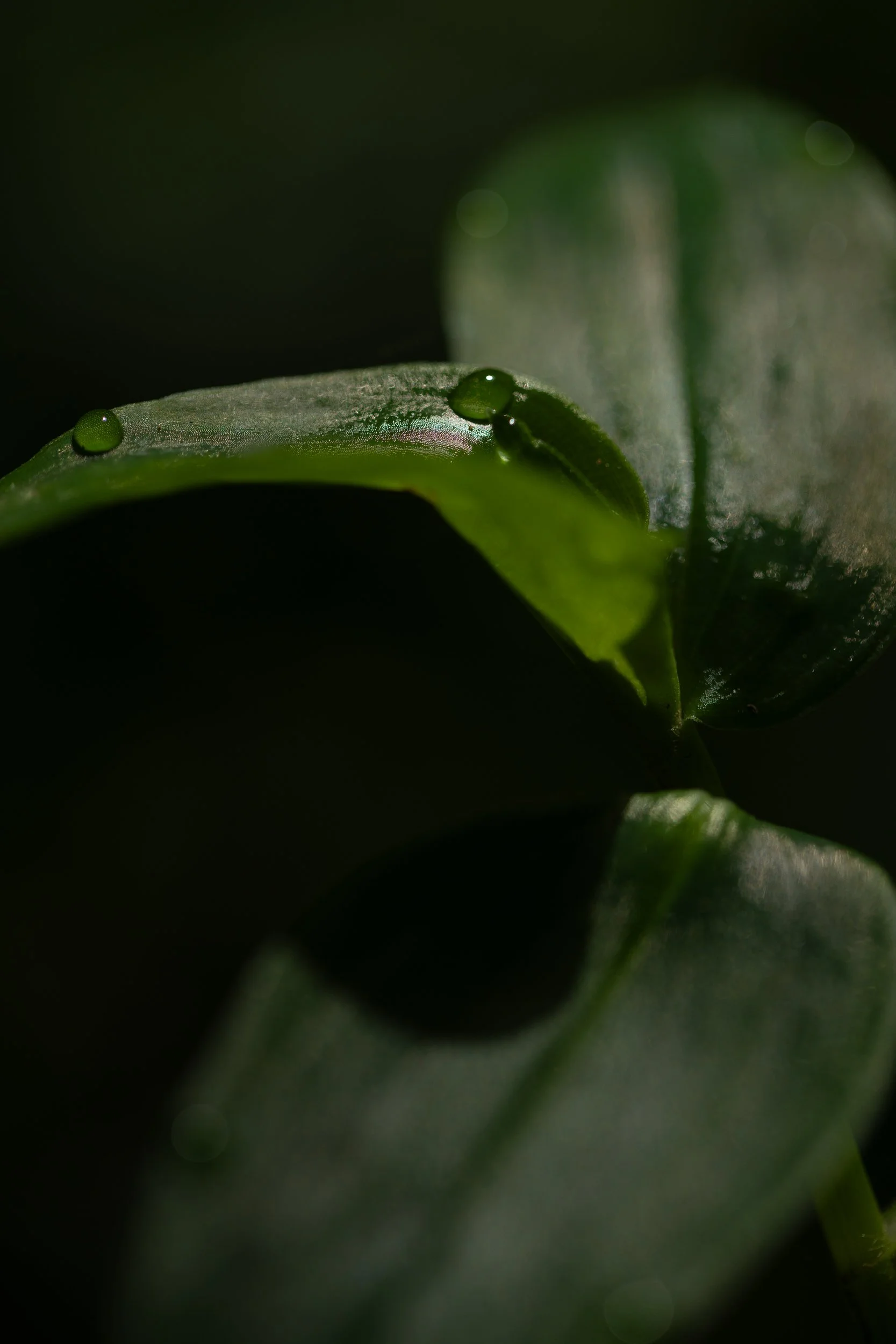 GVDS_260406_0328.jpg