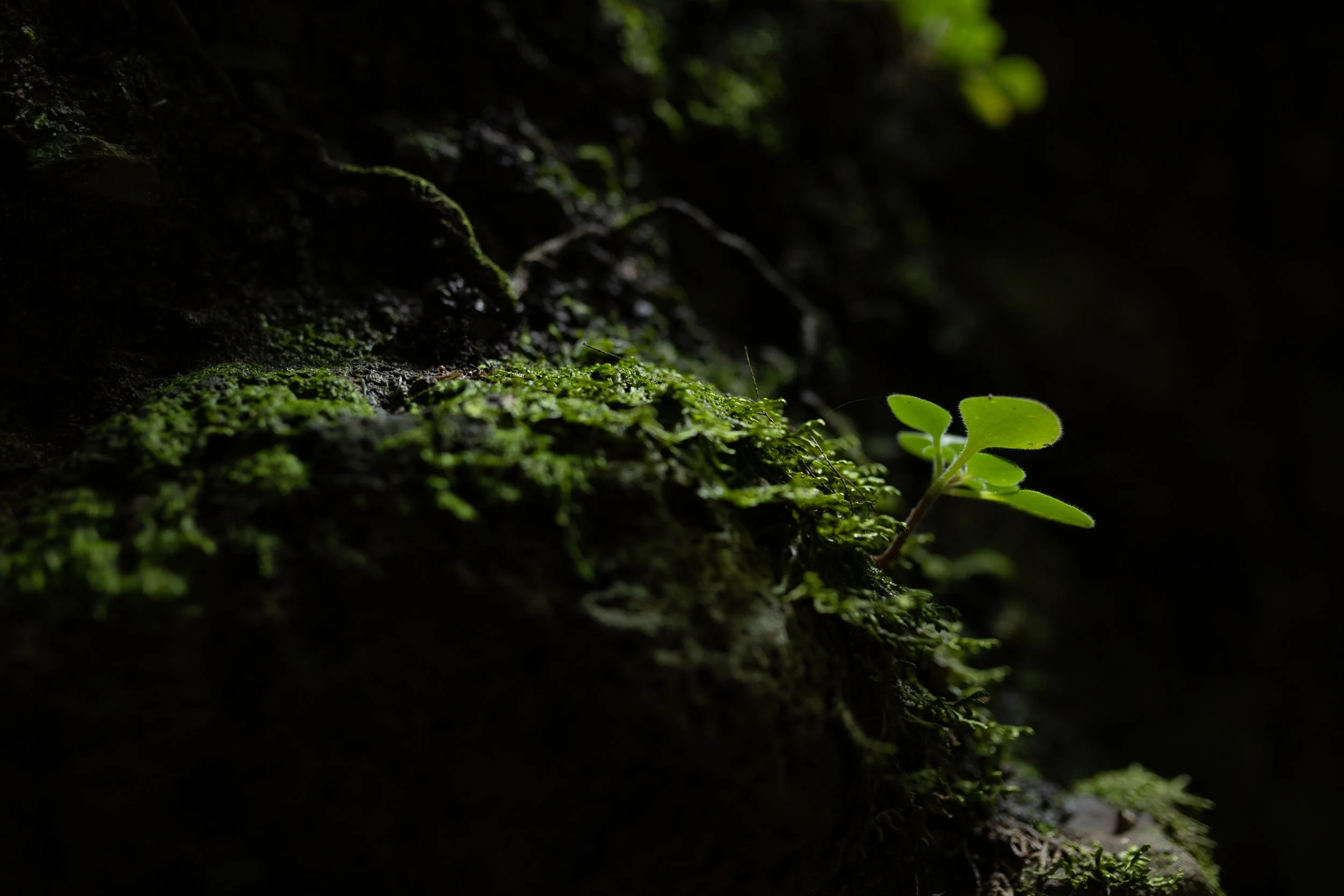 GVDS_260409_0647.jpg
