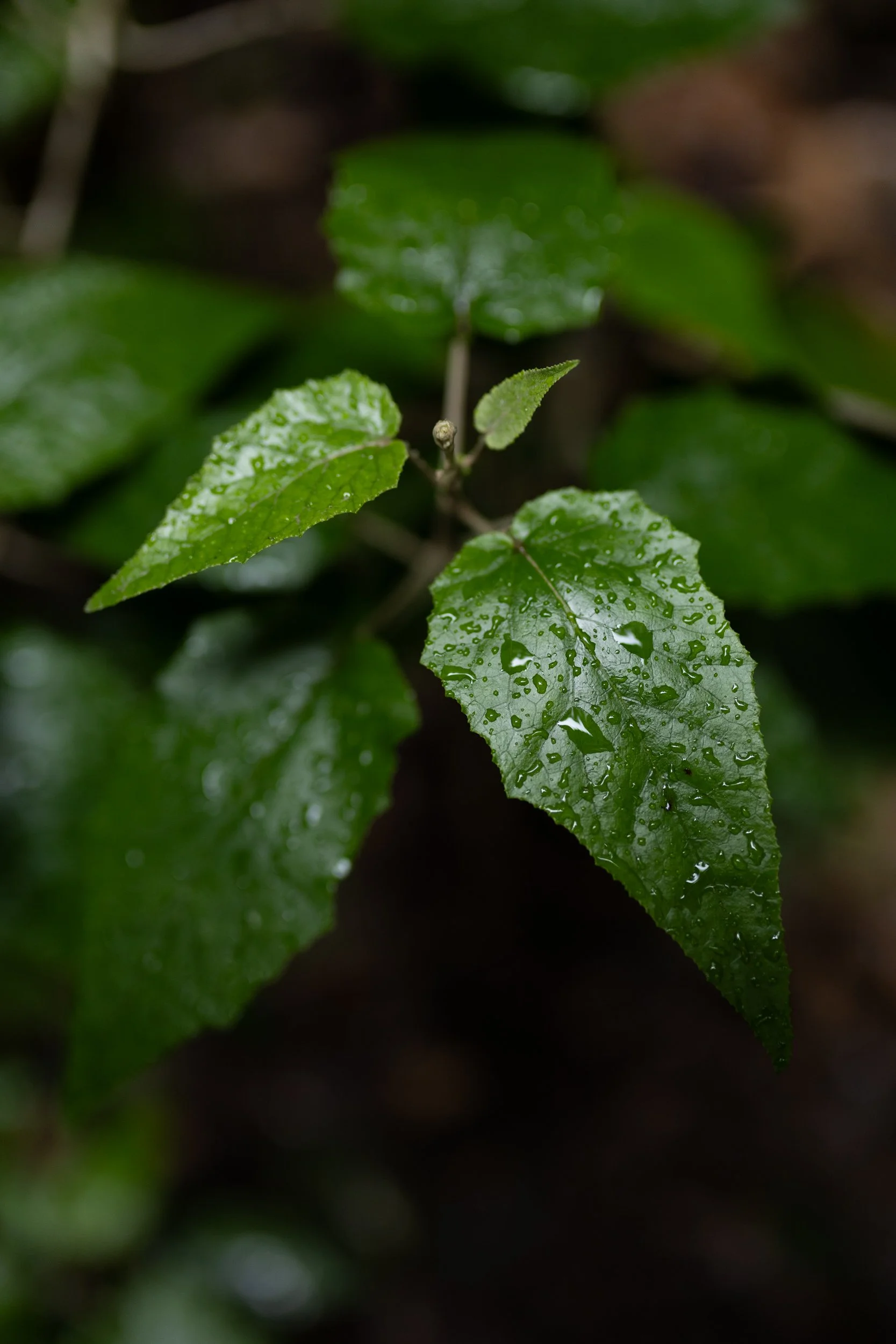 GVDS_260409_0600.jpg