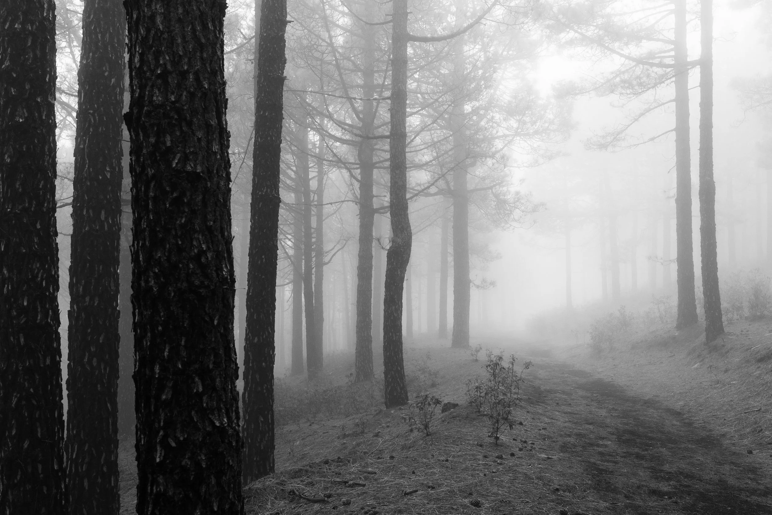 GVDS_260408_0464.jpg