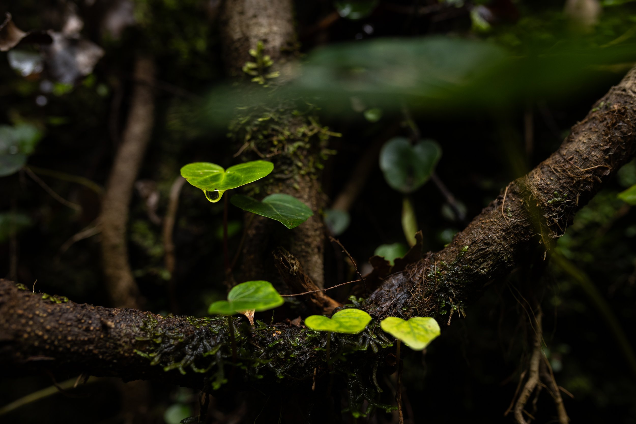 GVDS_260409_0628.jpg