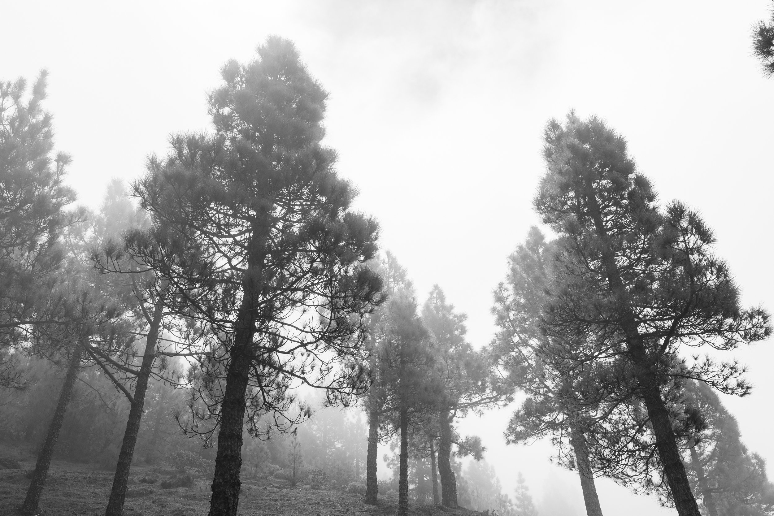 GVDS_260408_0436.jpg