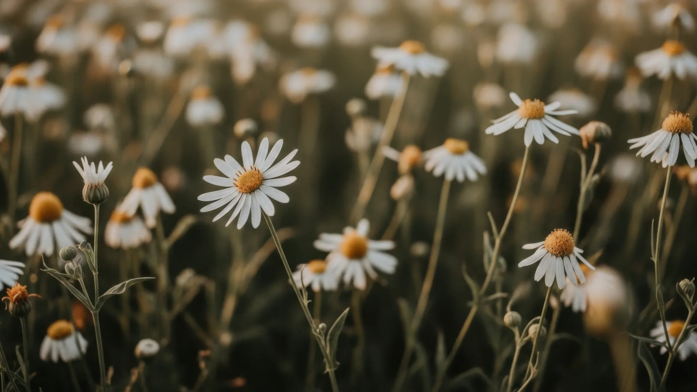 Vitsröd och vit blomma, troligen en maskros, i en blomsteräng med många liknande blommor i bakgrunden.