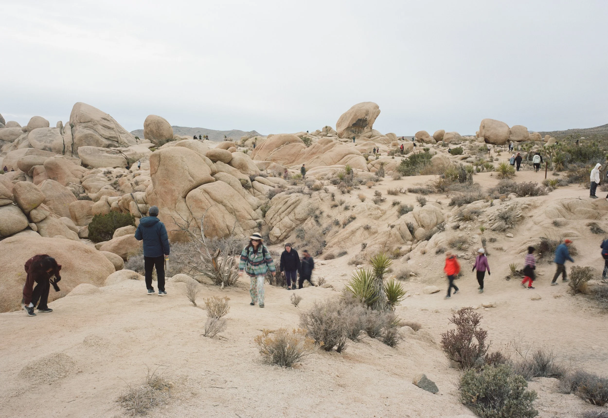 F4_JoshuaTreeNP.jpeg