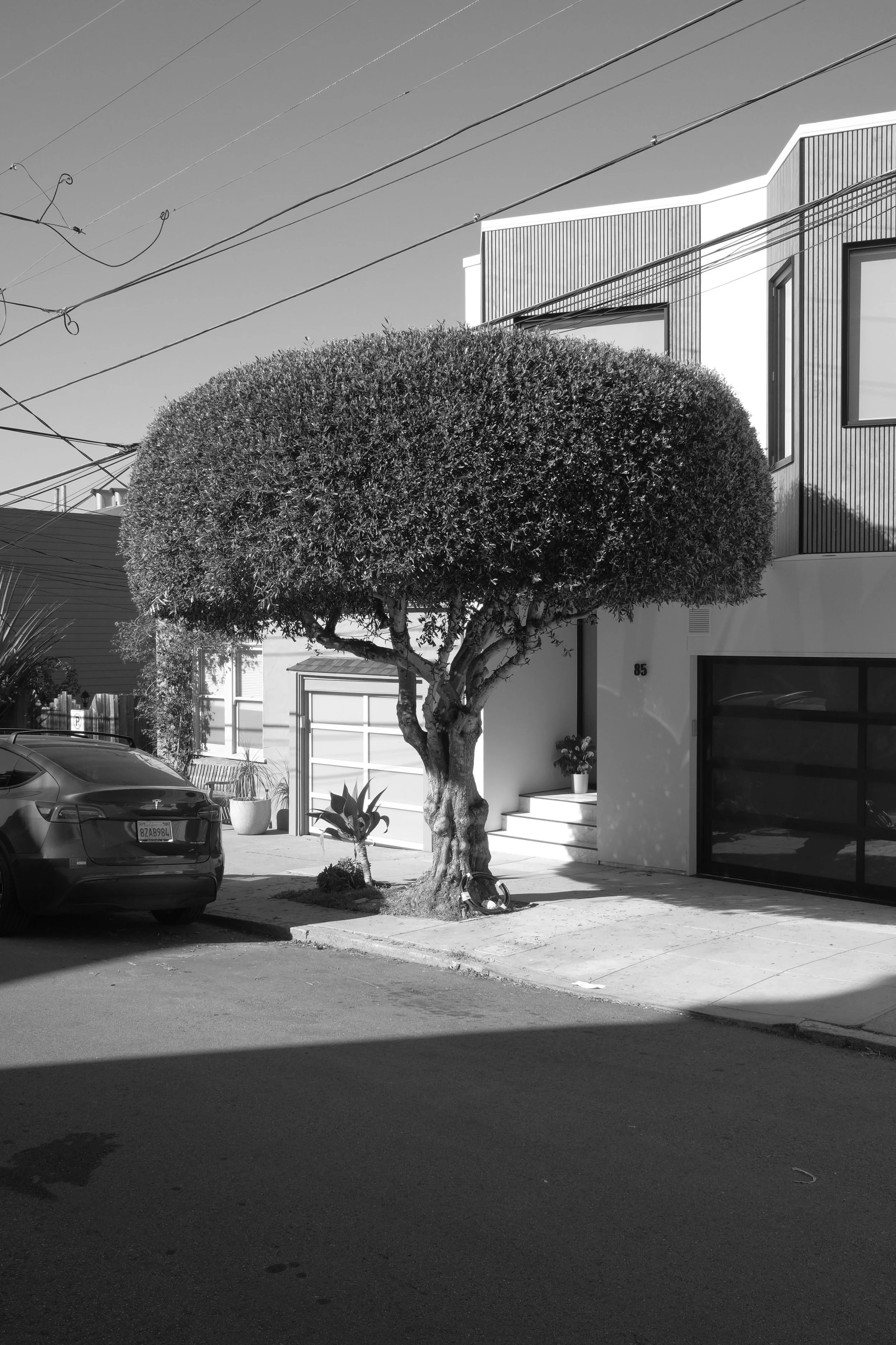 trees