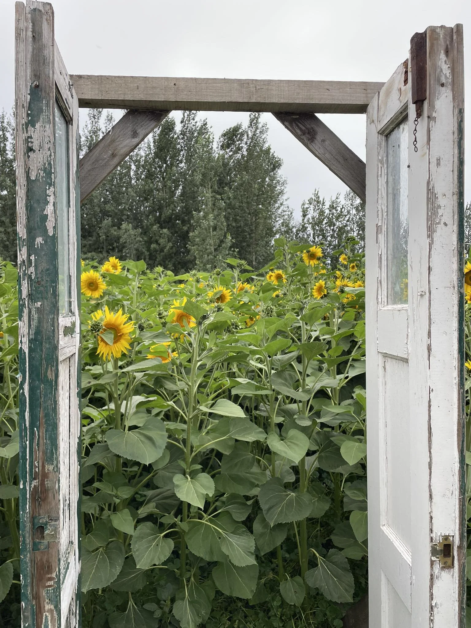 View through an old wooden window frame showing a field of blooming sunflowers with green foliage and trees in the background under a cloudy sky.