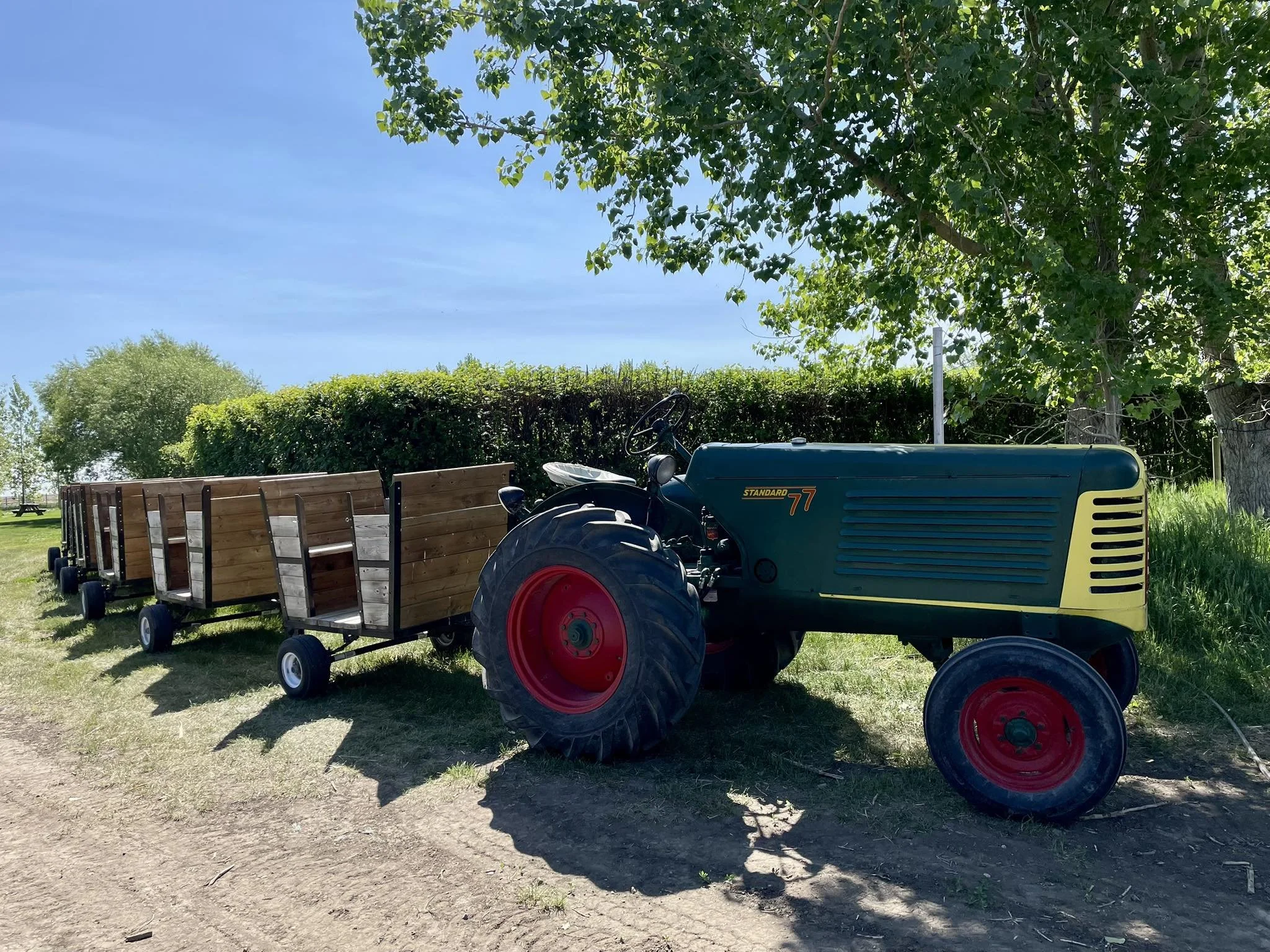 A vintage tractor with a green body and red wheels, attached to a large wooden wagon, parked under a large leafy tree in a grassy area on a sunny day.