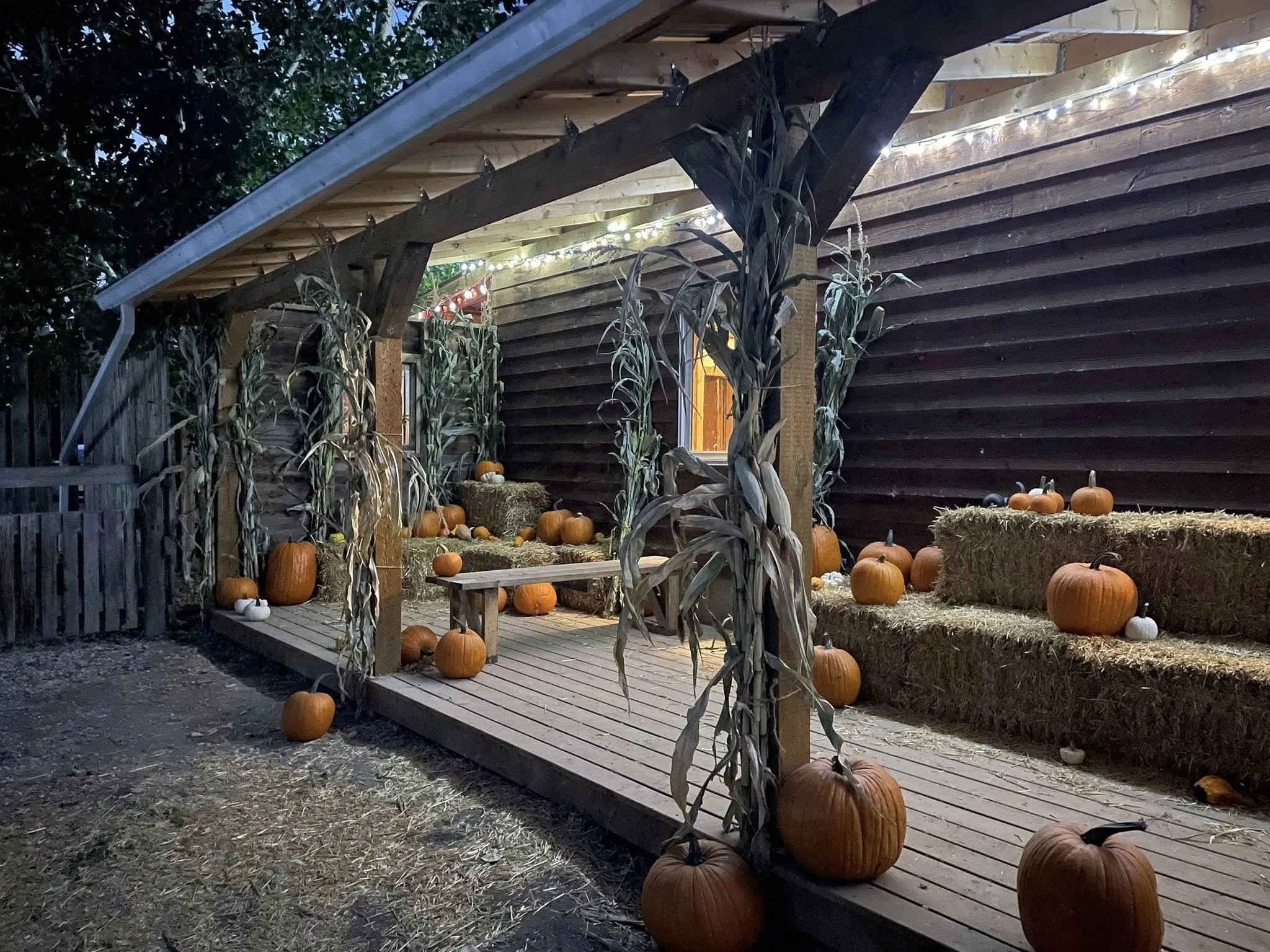 View of pumpkins and hay bales decorated on a wooden porch with string lights, dried corn stalks, and a wooden fence in the background, illuminated during dusk.