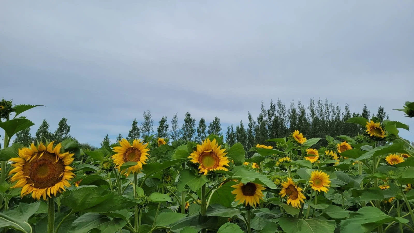 sunflower-field-w1600-o (1).jpg