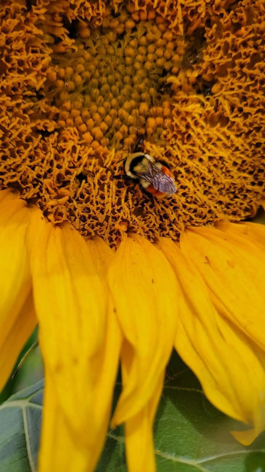 Close-up of a sunflower with a bee collecting nectar from the center.