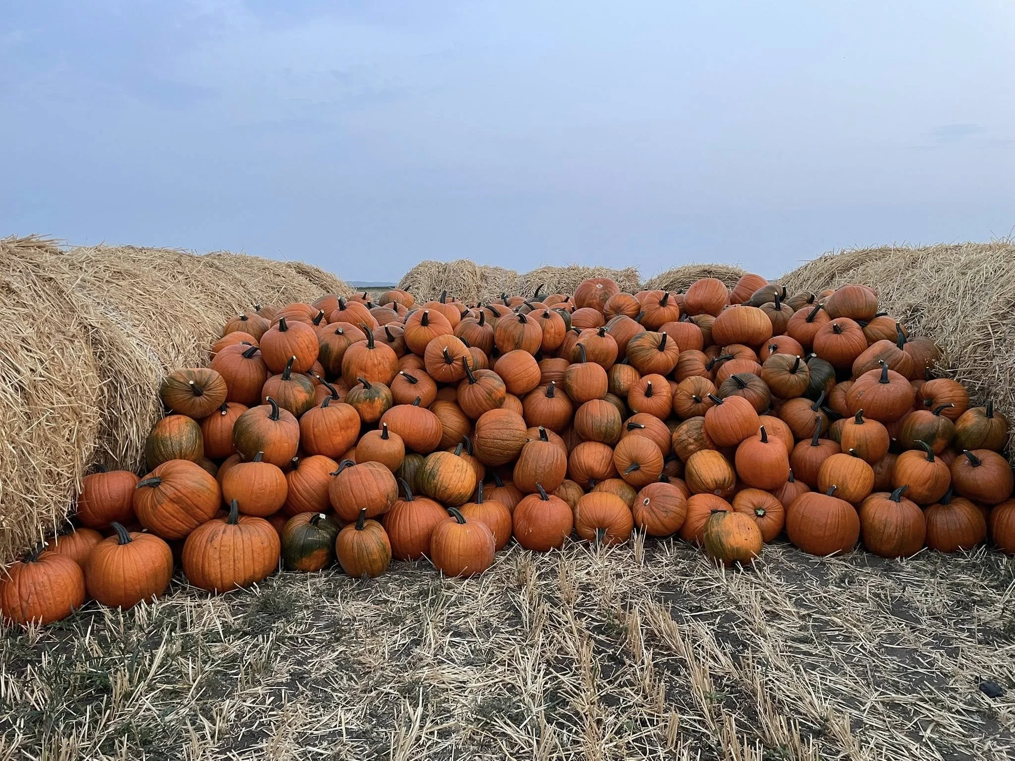 Pile of orange pumpkins on a field of straw with more haystacks and a blue sky in the background.