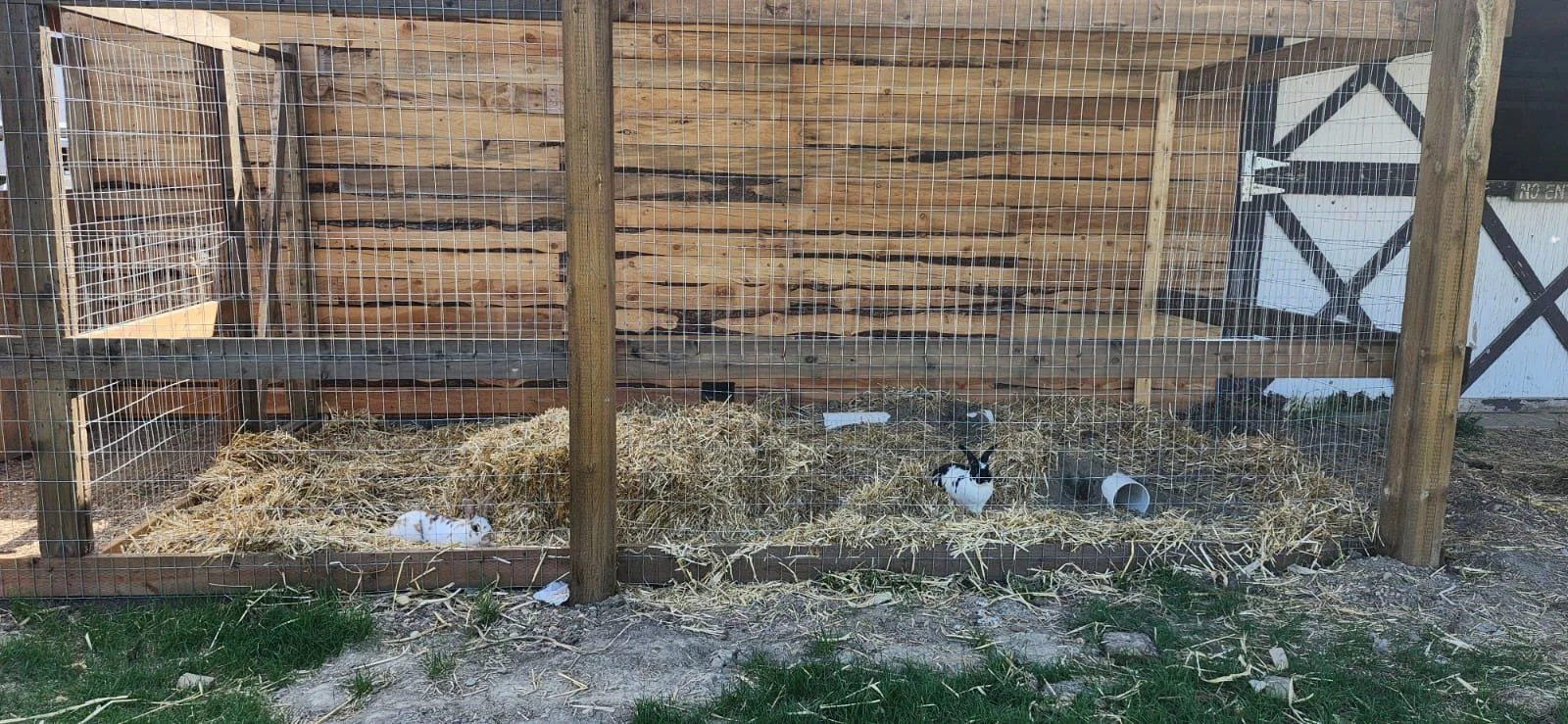 A wooden outdoor enclosure with a wire mesh fence contains rabbits on hay, with one white rabbit on the left and two black and white rabbits in the middle and right, and a white plastic tube inside.