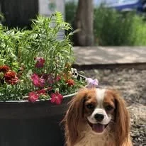 A happy dog with long ears in front of a flower garden with pink and red flowers and green plants.