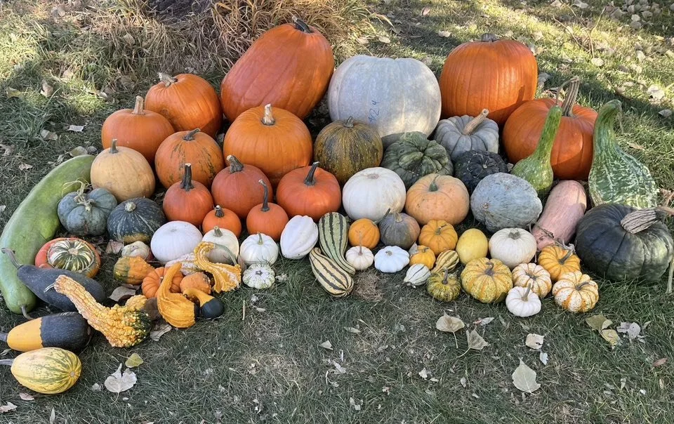 A variety of pumpkins and gourds arranged outdoors on grass, displaying different shapes, sizes, and colors.