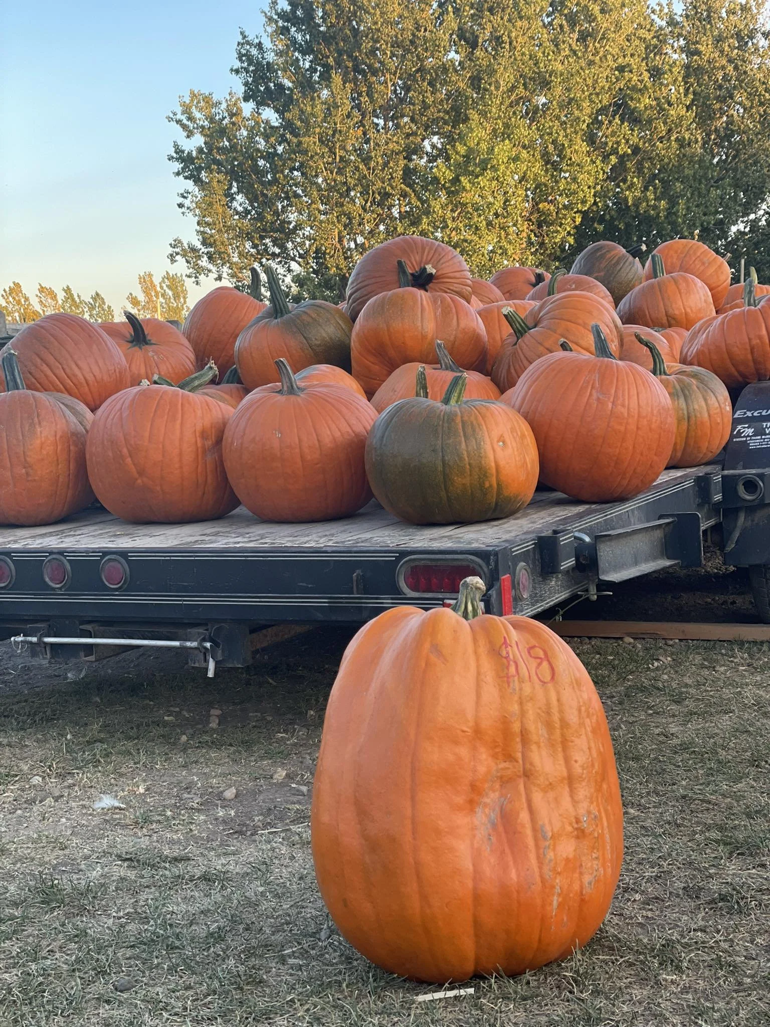 A large orange pumpkin in the foreground with a small red written on it, and a flatbed truck loaded with more pumpkins in the background, set outdoors with trees and a clear sky.