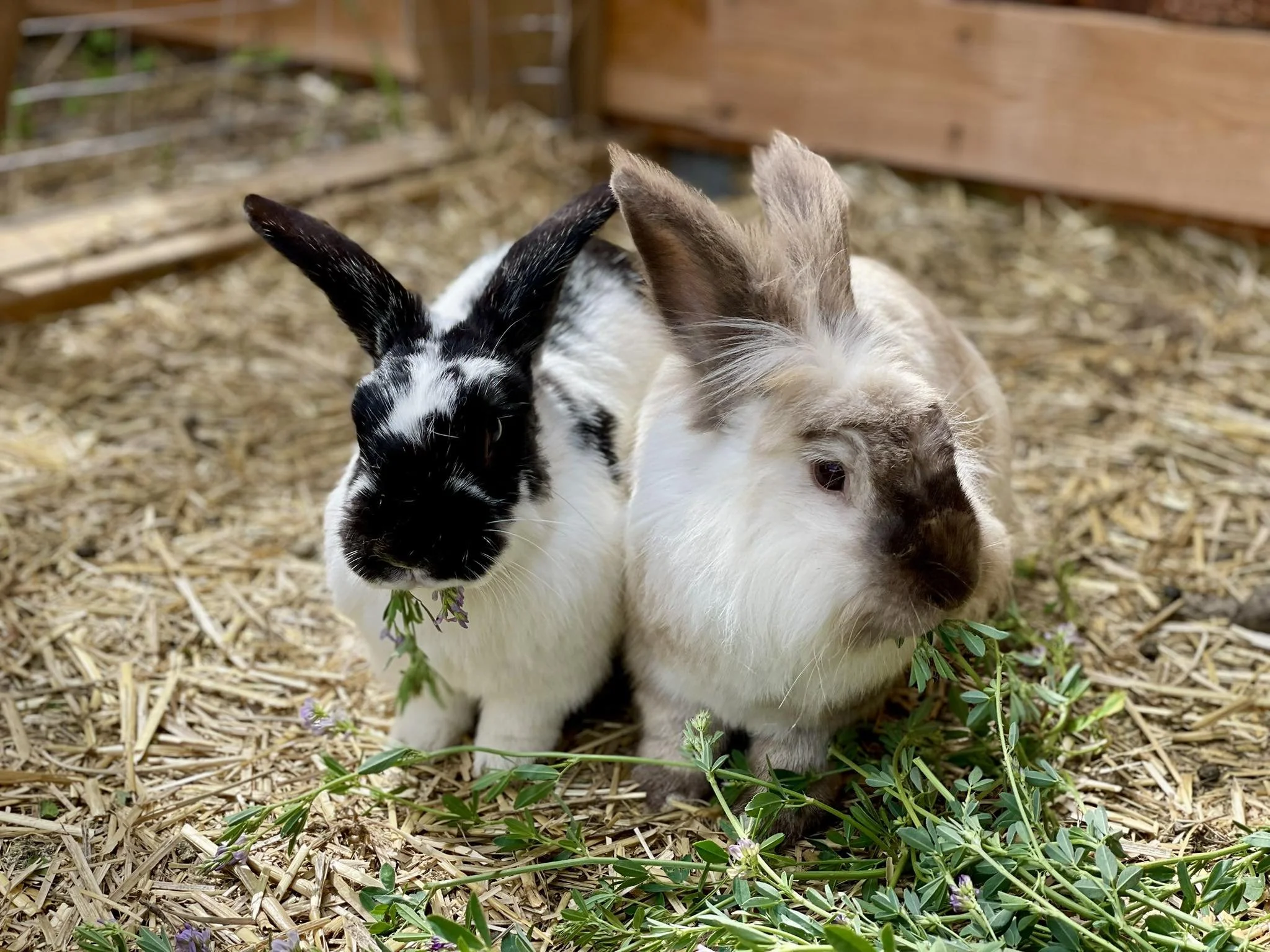 Two baby rabbits, one black and white and the other brown and white, sitting close together in a straw-covered outdoor area with green plants.