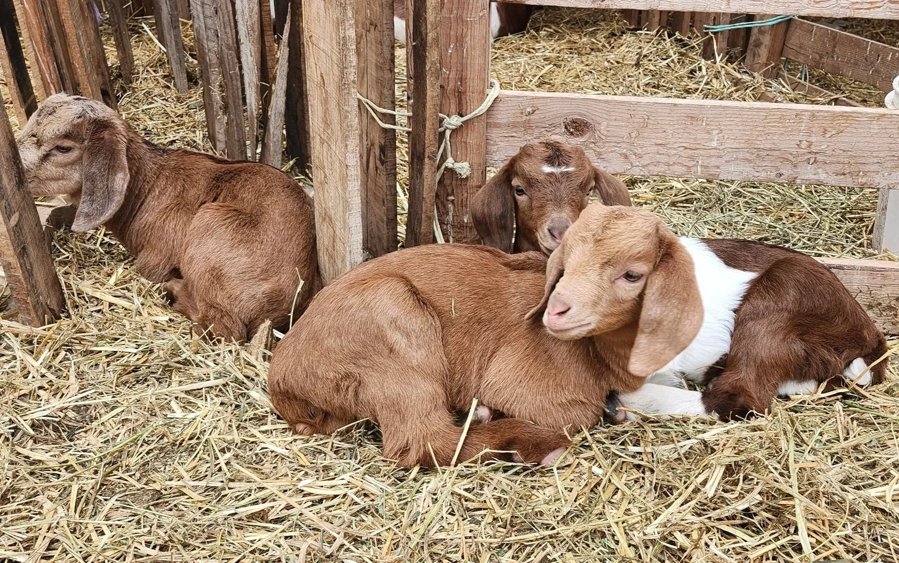 Several baby goats with brown, tan, and white fur sitting and lying on straw in a wooden pen.