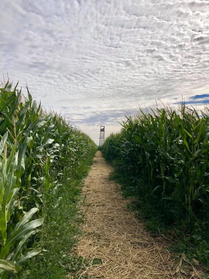A dirt path runs through a tall cornfield with a wooden hunting stand visible in the distance under a partly cloudy sky.