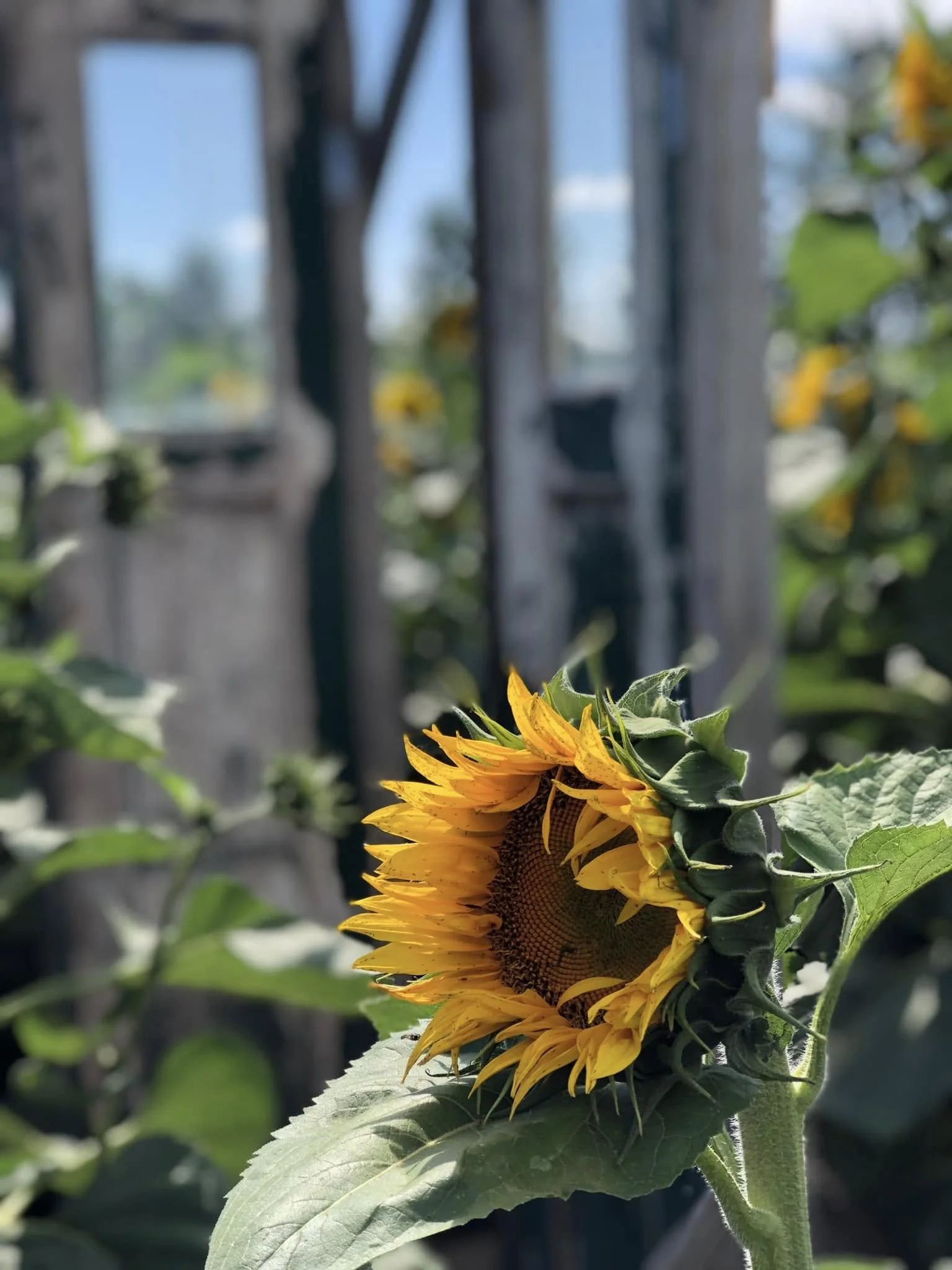Close-up of a sunflower with yellow petals and a dark center, partially facing away from the camera, in a garden with a blurred fence and greenery in the background.