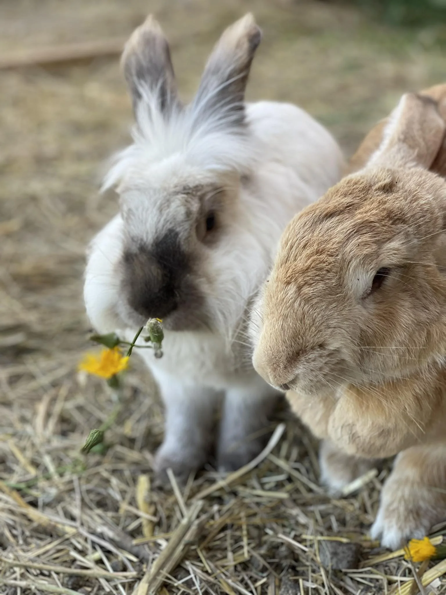 Close-up of two rabbits grazing on a yellow flower in a barnyard with straw on the ground.