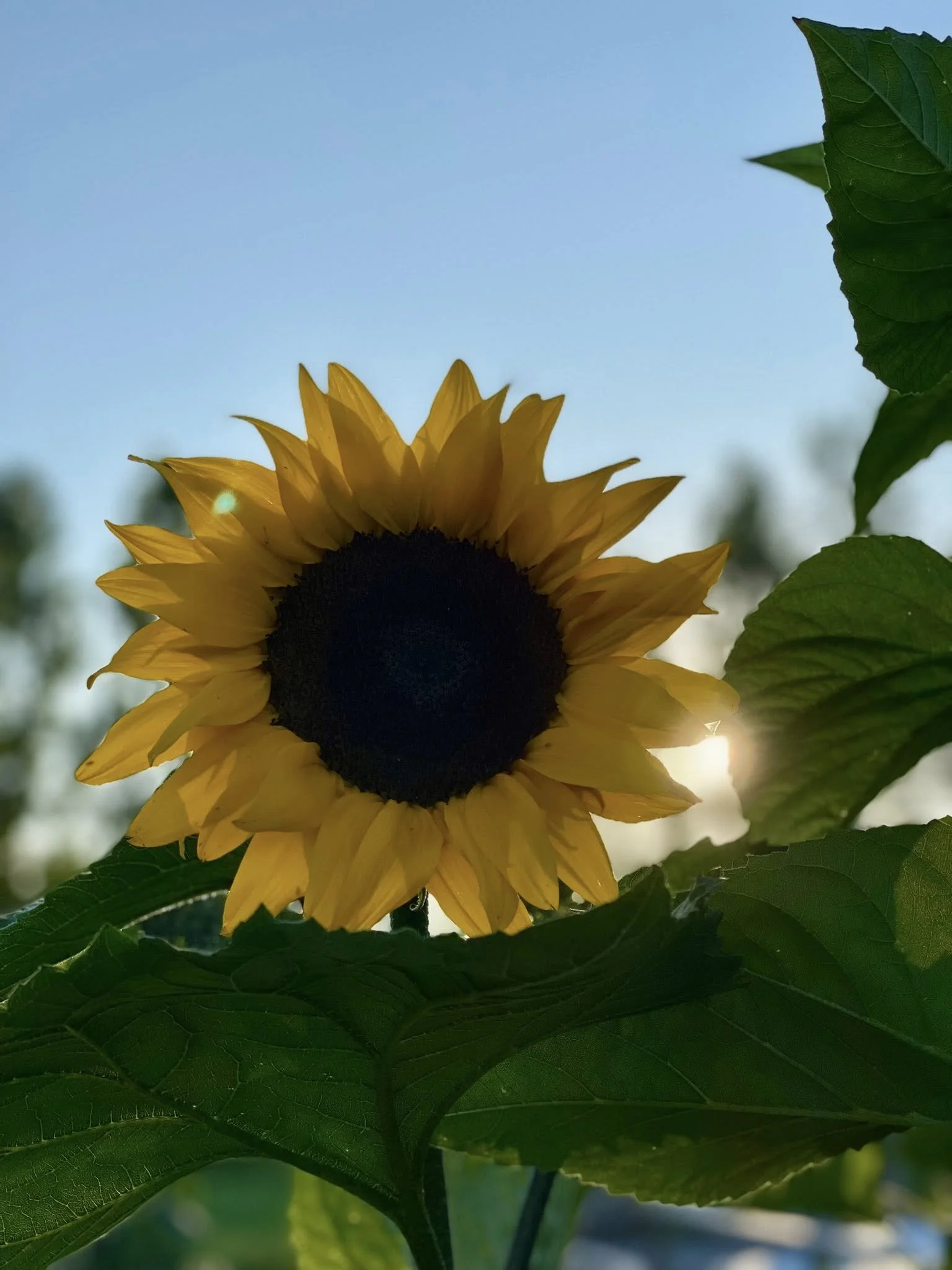 A sunflower with yellow petals and green leaves against a blue sky, with the sun shining behind the flower.