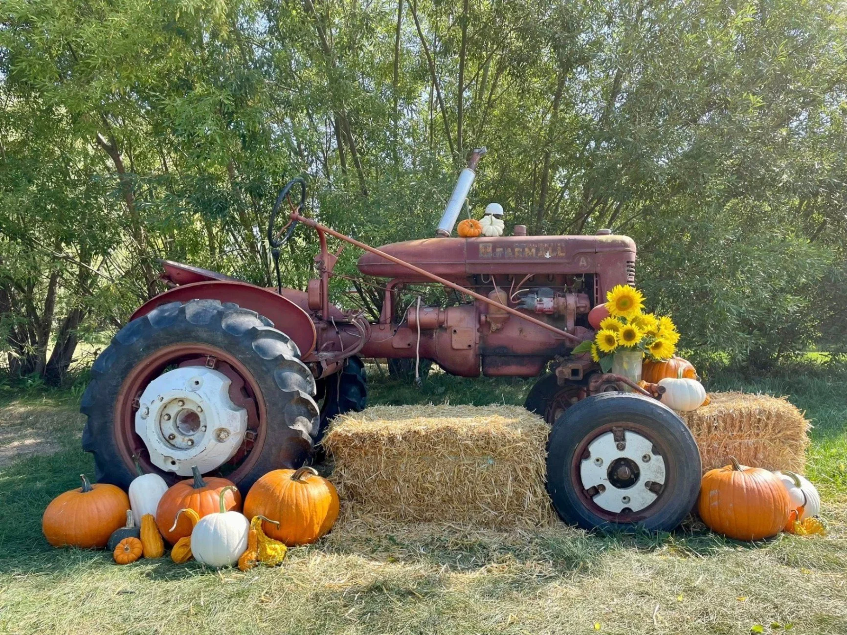An old red tractor decorated with autumn pumpkins, gourds, and sunflowers, displayed on hay bales in a farm setting with green trees in the background.