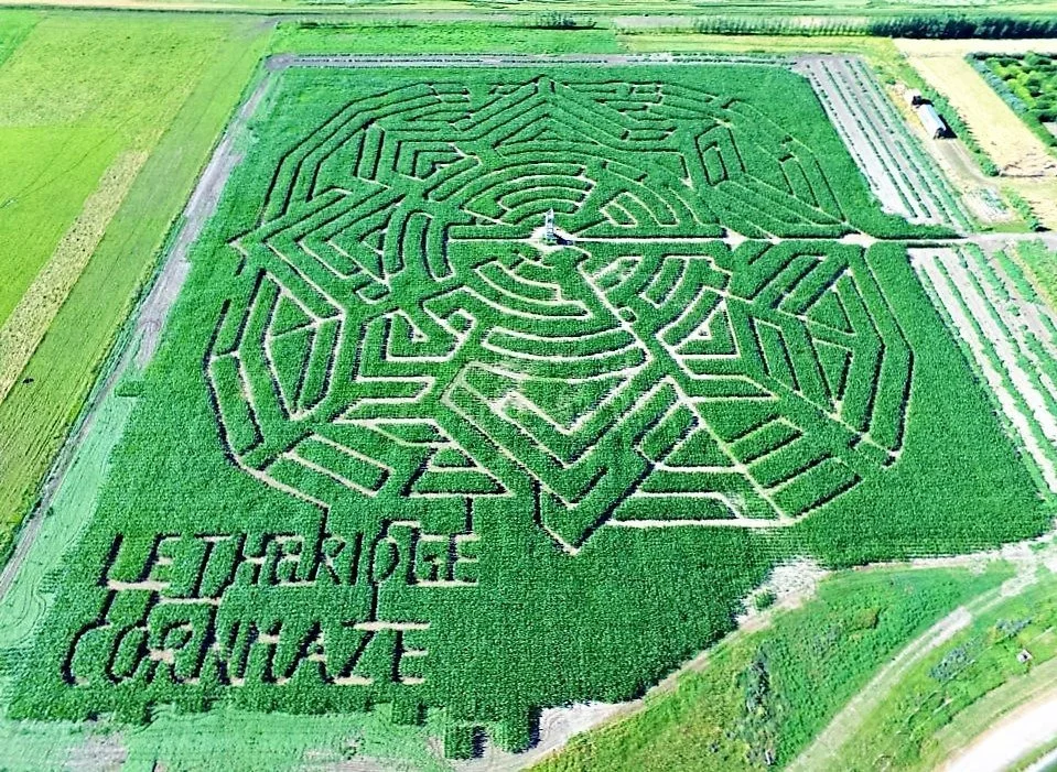 An aerial view of a cornfield maze with the words "Lethbridge Corn Maze" written at the bottom and a complex pattern in the design.