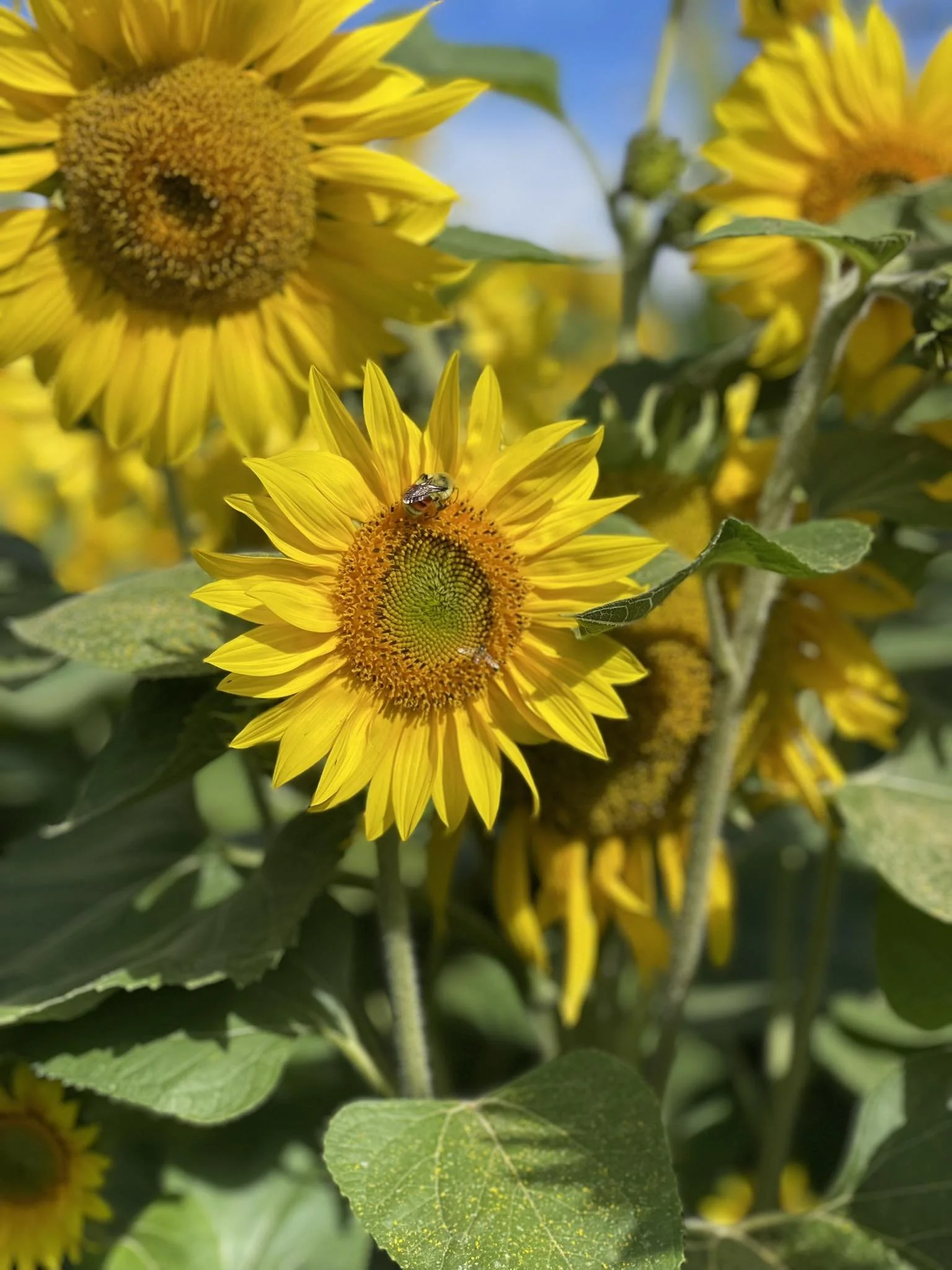 Close-up of a sunflower with bright yellow petals, a green leaf with yellow specks, and a bee on the flower, set against a background of other sunflowers and a blue sky.