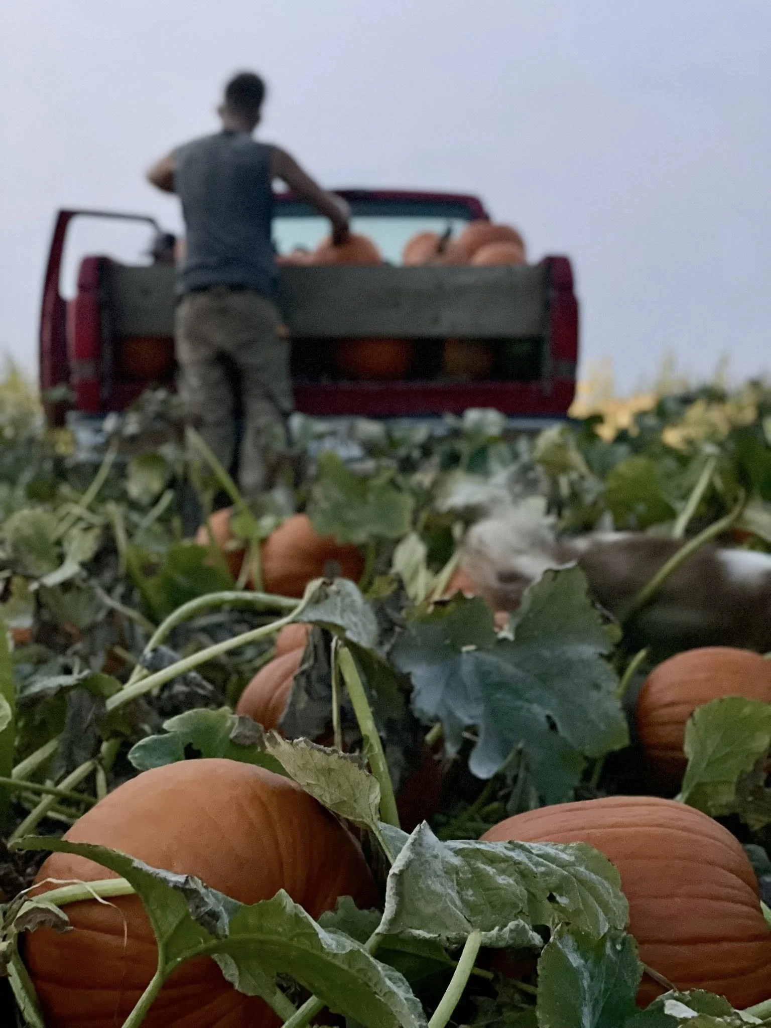 Close-up of orange pumpkins growing on vine plants in a garden, with a person standing in the background near a red truck filled with pumpkins, during daytime.