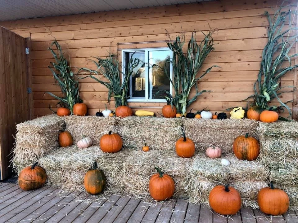Pumpkins of various sizes and colors arranged on hay bales in front of a wooden wall with a window and corn stalks.