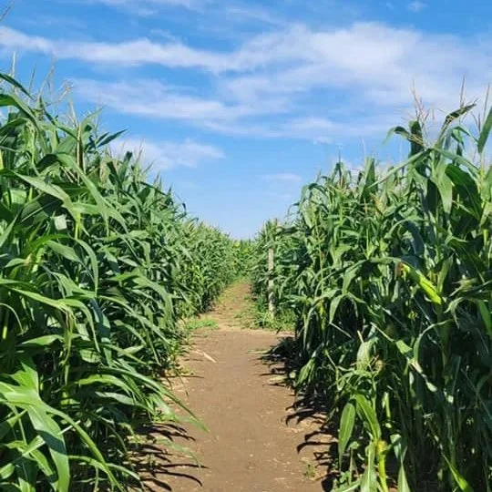 A dirt path runs through a lush green cornfield under a bright blue sky with scattered clouds.