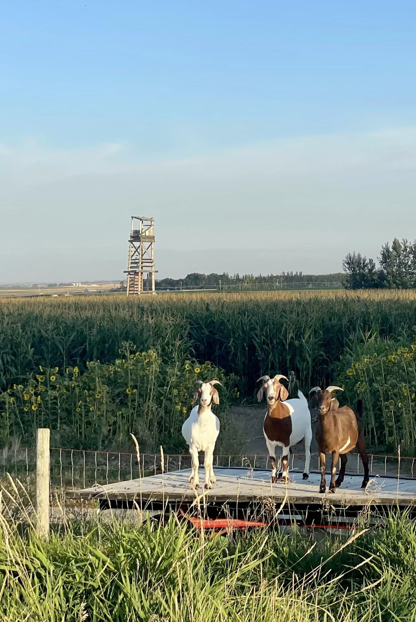 Four goats standing on a small platform in a rural field with tall grass and sunflowers, with a wooden hunting stand and open sky in the background.