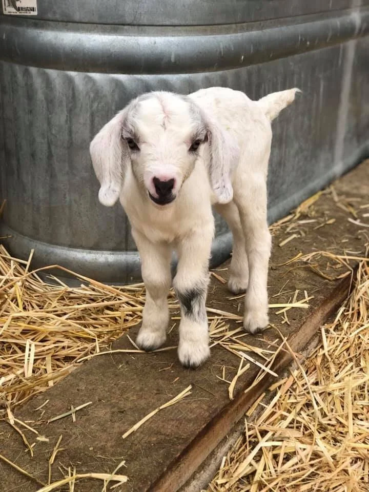 A small white goat with floppy ears standing on a wooden plank surrounded by straw, near a metal fence.