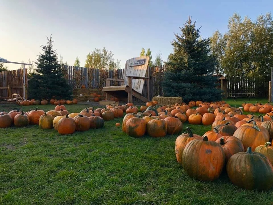 Pumpkin patch with numerous pumpkins of various sizes and colors on green grass, surrounded by trees and a wooden fence, with a large wooden chair in the background.
