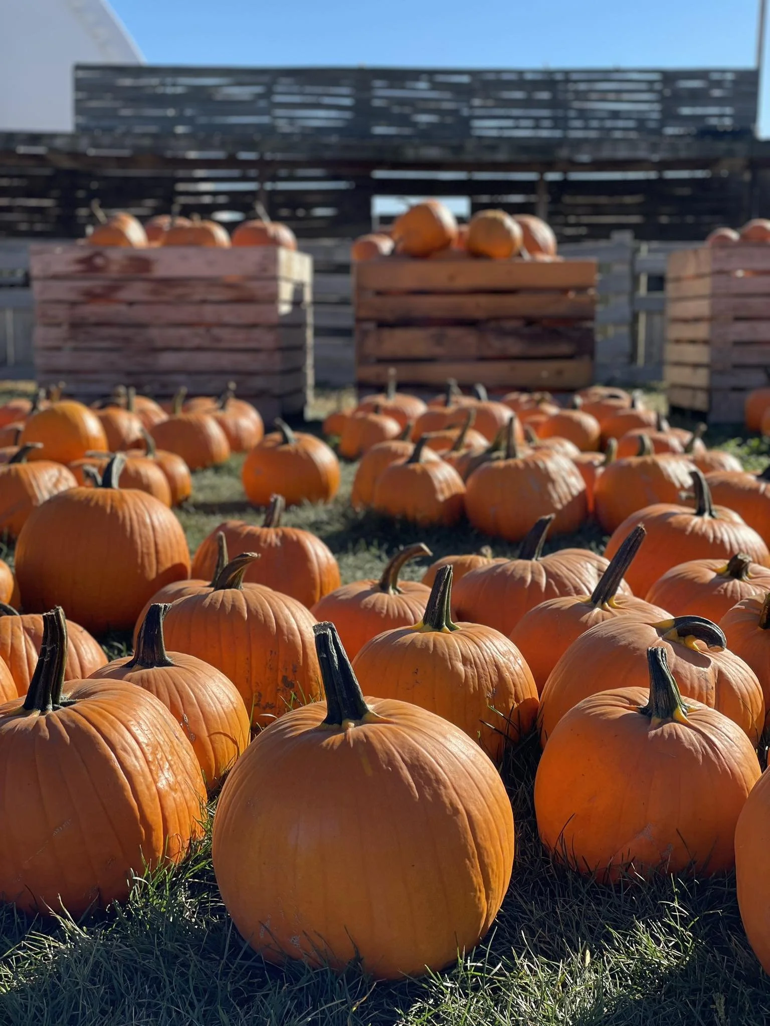 A large field filled with numerous orange pumpkins with green stems, placed on the grass. In the background, there are wooden crates also filled with pumpkins, and a modern black fence with a clear blue sky overhead.