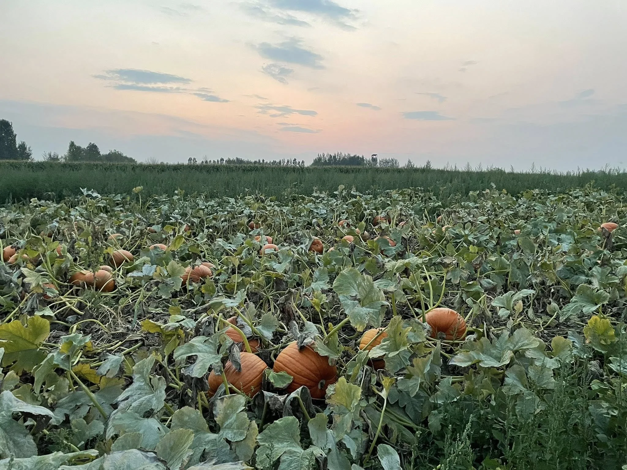 A pumpkin patch with orange pumpkins growing among green leaves in the foreground, with a field and trees in the background during sunset or early evening.