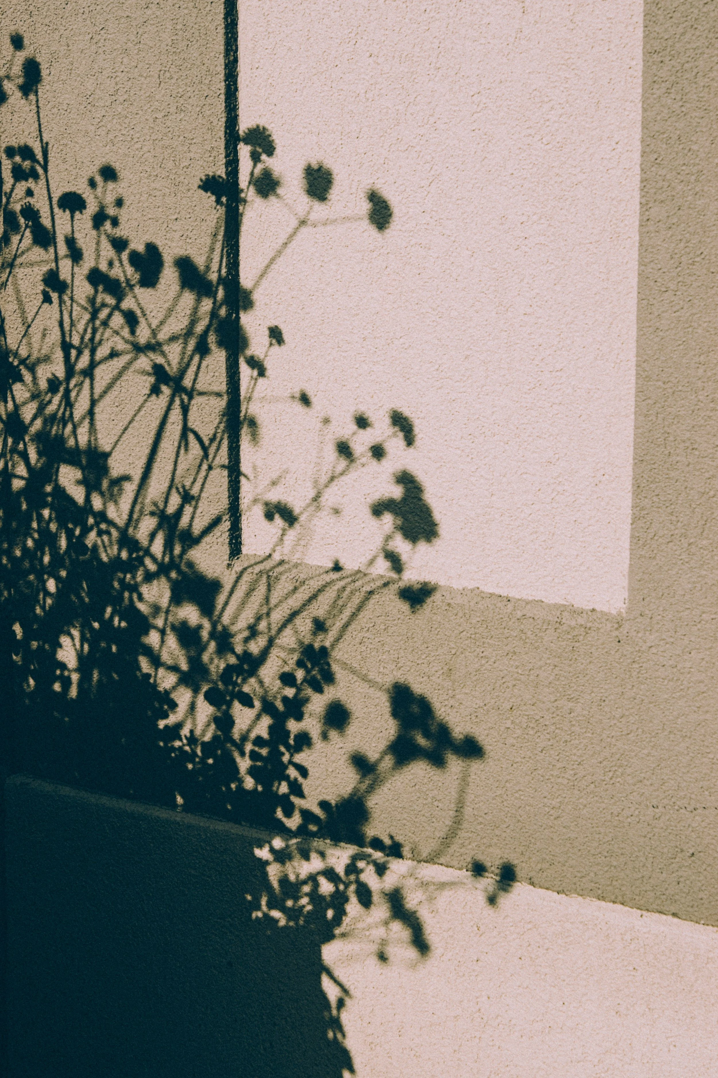 Shadow of a plant with small leaves on a wall, creating a pattern on the surface.