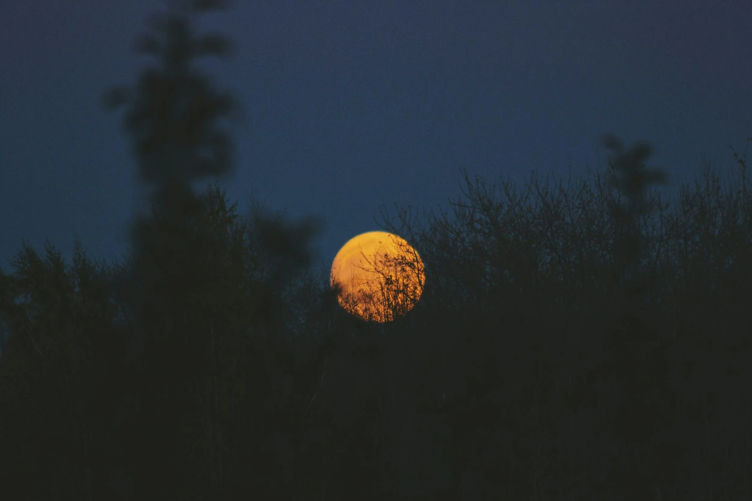 A large, orange full moon rising over a dark landscape with silhouetted trees and bushes against a dark blue sky.