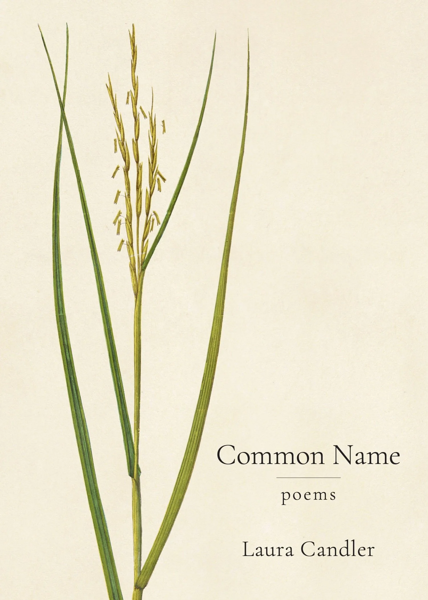 Book cover for the book Common Name: a close-up of a marsh cordgrass with green stems and a yellowish spike flower, with text partially visible including 'Common Name' and 'poems'.
