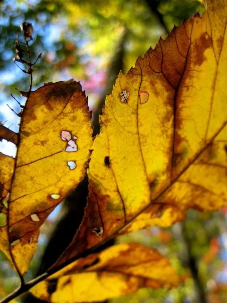 Close-up of autumn yellow and brown leaves with holes, backlit by sunlight, in a forested area.