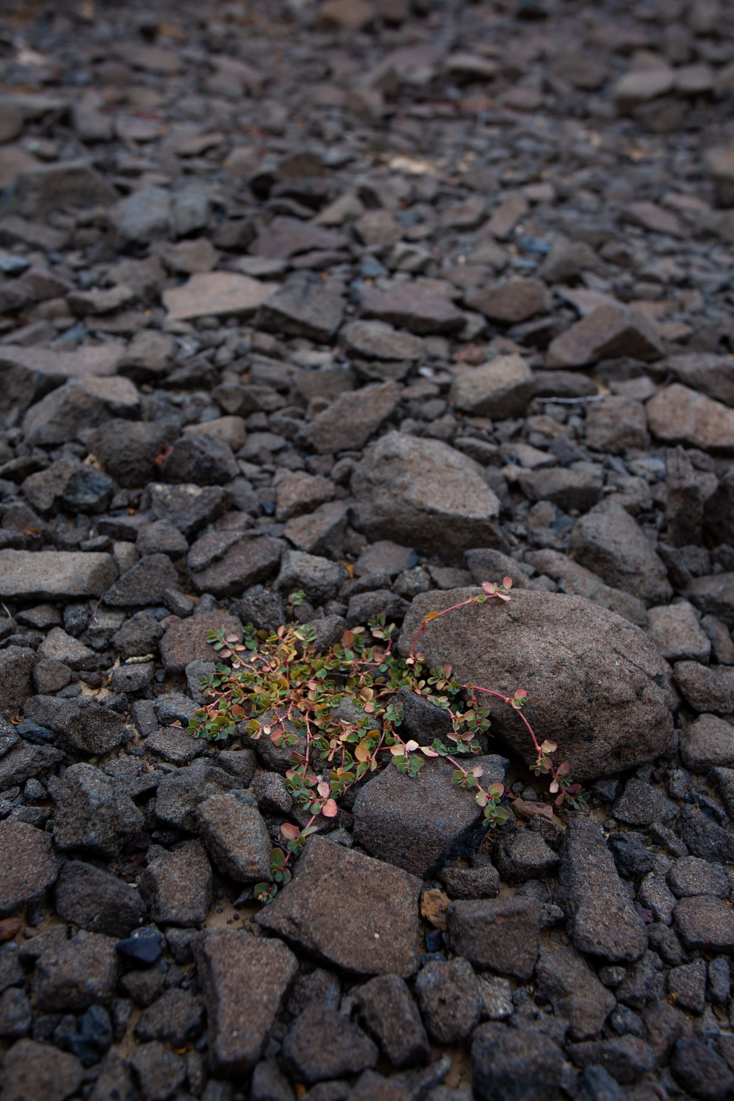 A resilient, heat-resistant plant called purslane emerging from black, volcanic rock in Big Bend National Park, symbolizing resilience, upheaval, adaptability, and new growth despite hardship