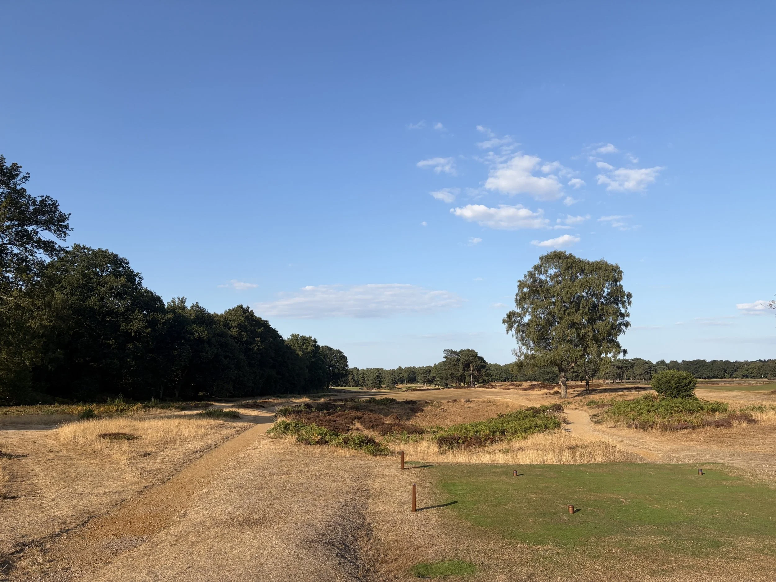 A landscape scene with a dirt pathway leading through grass and shrubbery, lined by small posts, towards a forested area with tall trees under a blue sky with scattered clouds.